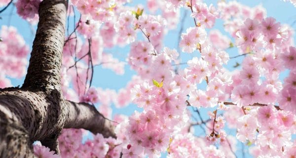 Dievrynsis-sring-tree-leaf-blue-sky Dievrynsis-sring-tree-leaf-blue-sky